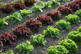 Growing an Organic garden