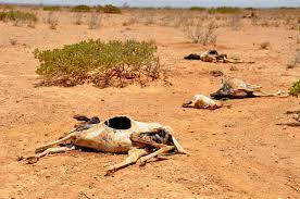 drought survival