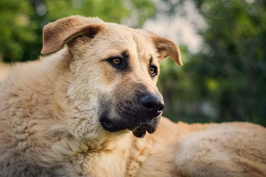 dog