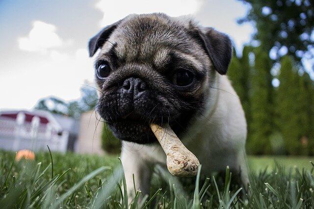 puppy with bone