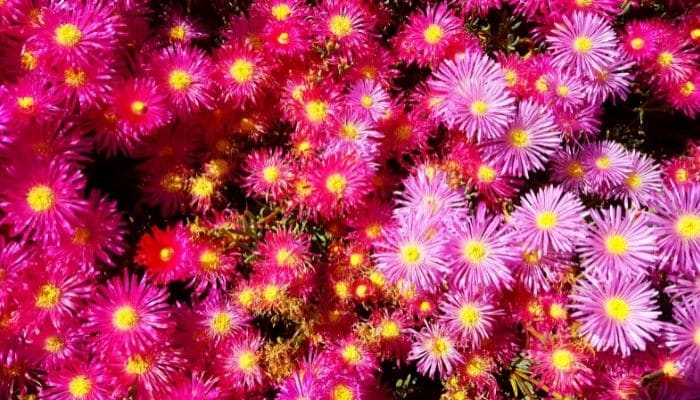 ice plants
