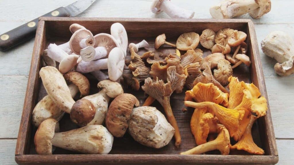 Grow Mushrooms Inside
