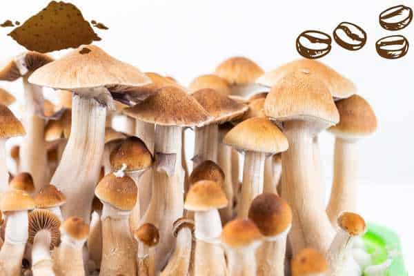 Growing mushrooms from coffee grounds