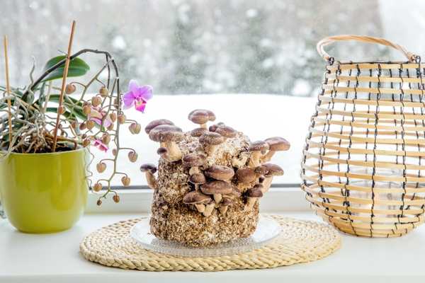 Growing mushrooms kit