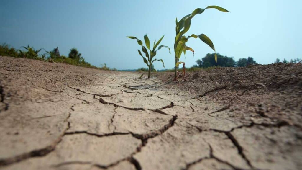 How to Survive Drought