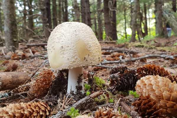 Wild mushrooms