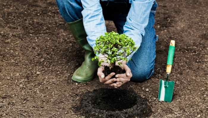 plant more trees
