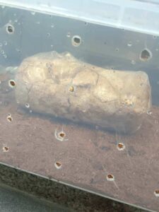 fruiting chamber for oyster mushrooms