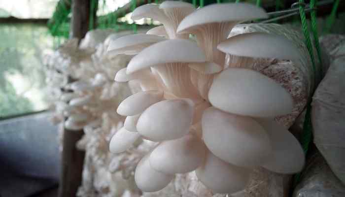 mushroom farm