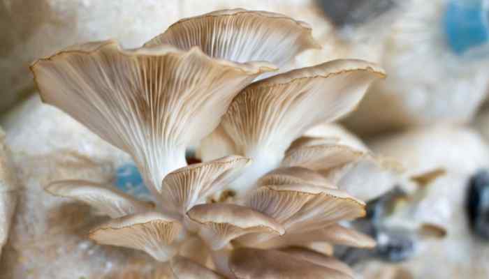 oyster mushrooms