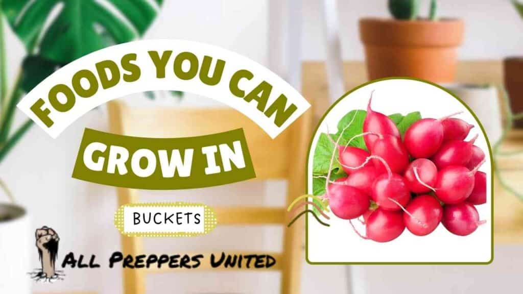 Foods you can grow in buckets