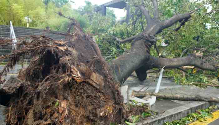typhoon aftermath