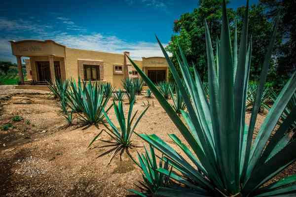 Agave in a garden