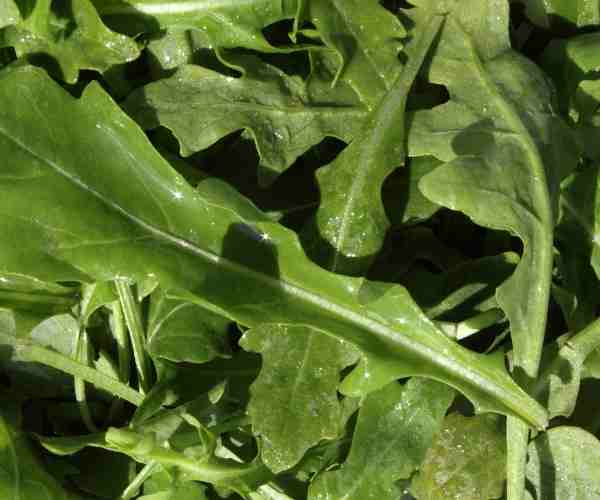 Arugula