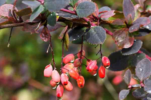 Barberry