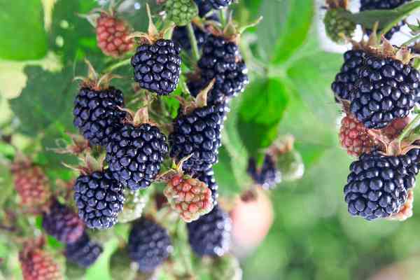 Blackberry