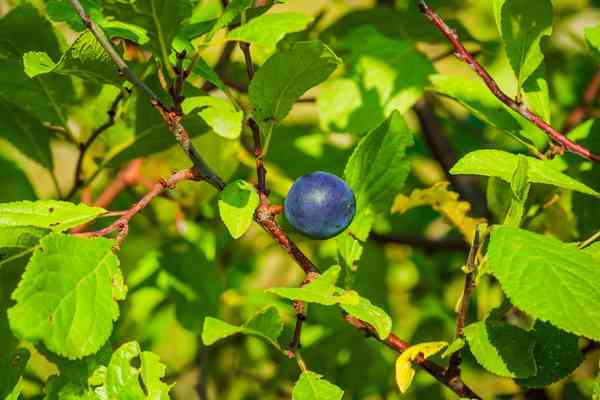 Blackthorn