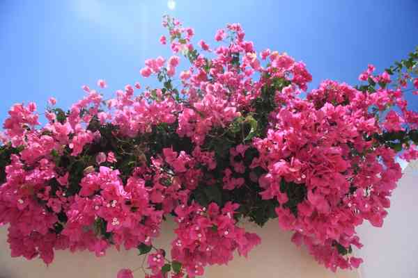 Bougainvillea