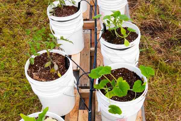 Bucket Garden