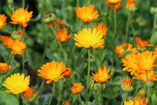 Calendula