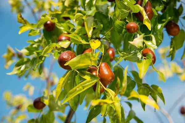Chinese Jujube