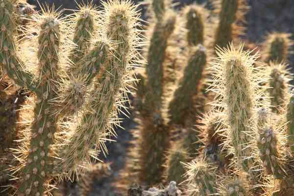 Cholla Cactus