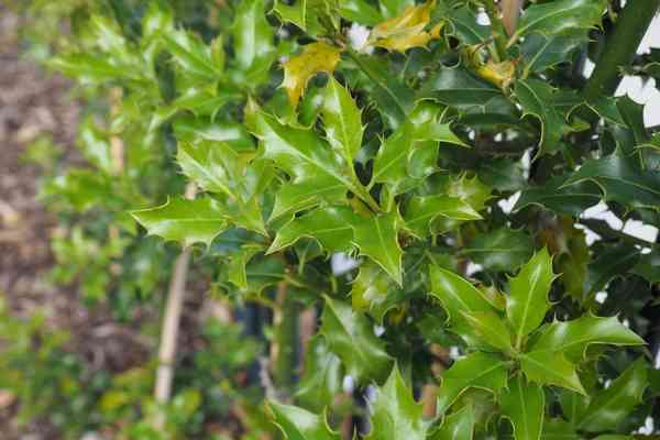 Common Holly