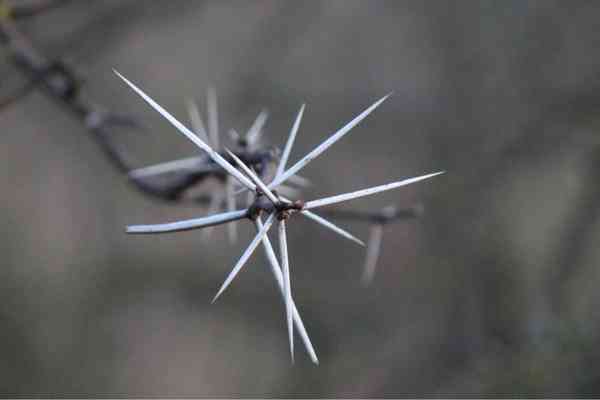 Crown of Thorns