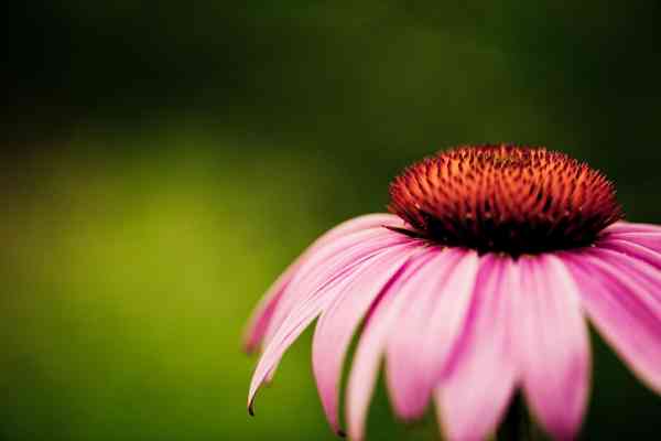 Echinacea