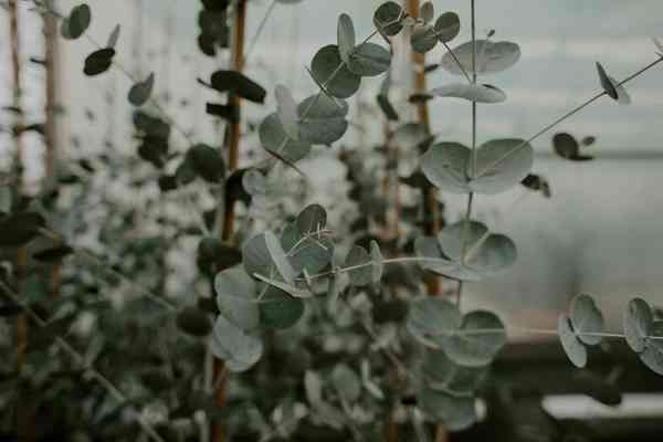 Eucalyptus