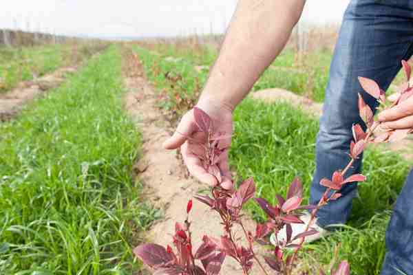 Growing Blueberries