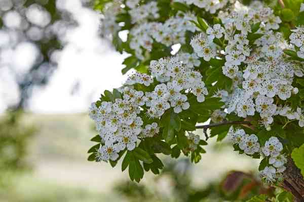 Hawthorn