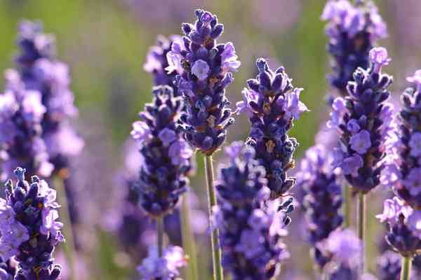 Lavender