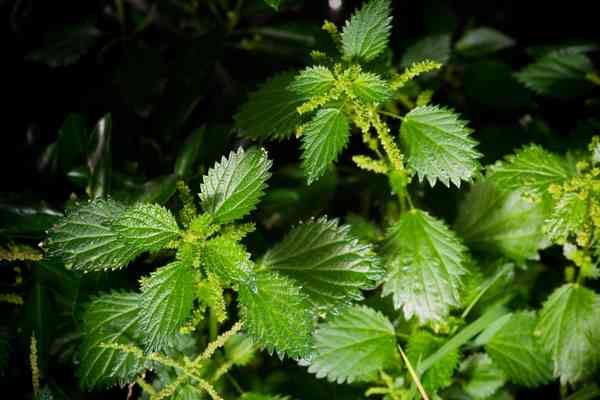 Nettles