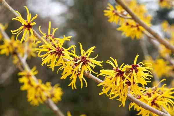 Common Plants for Healing Wounds: Witch hazel