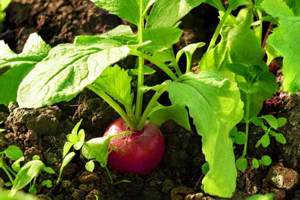 Grow Radishes