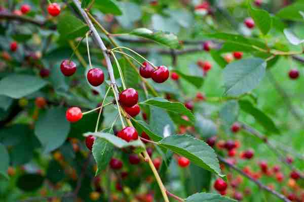 grow cherries