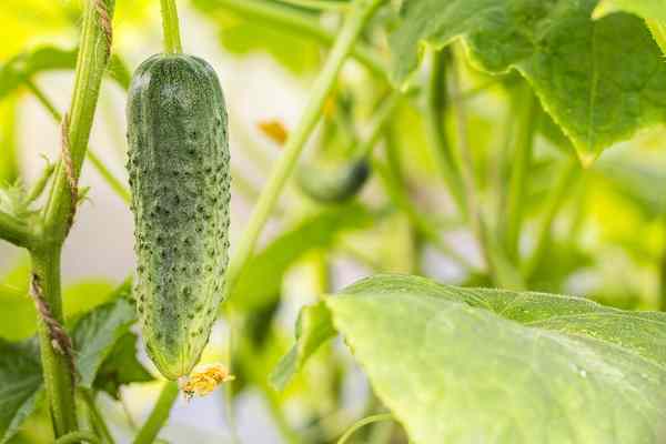 grow cucumbers