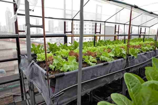 grow lettuce
