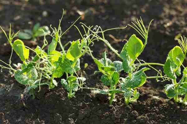 growing Peas