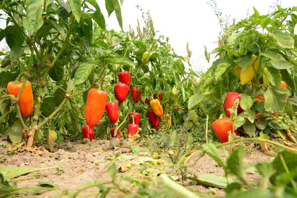 growing Peppers