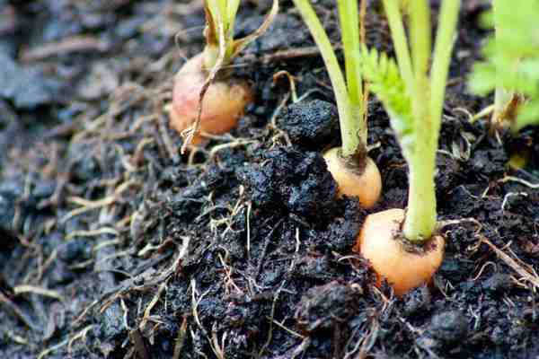 growing carrots