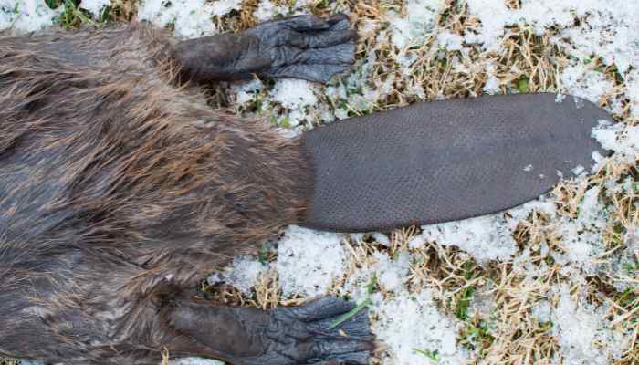 Beaver tail