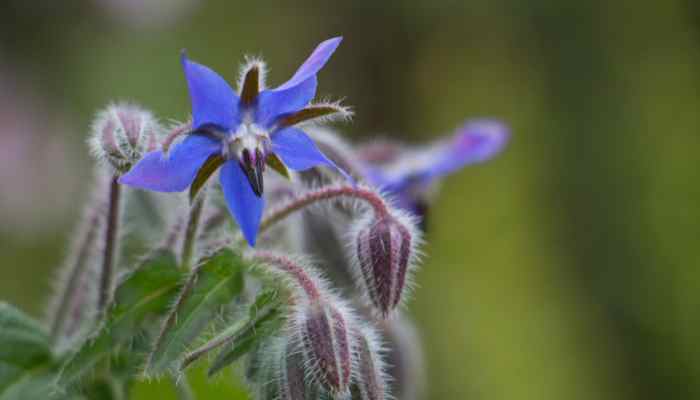 Borage
