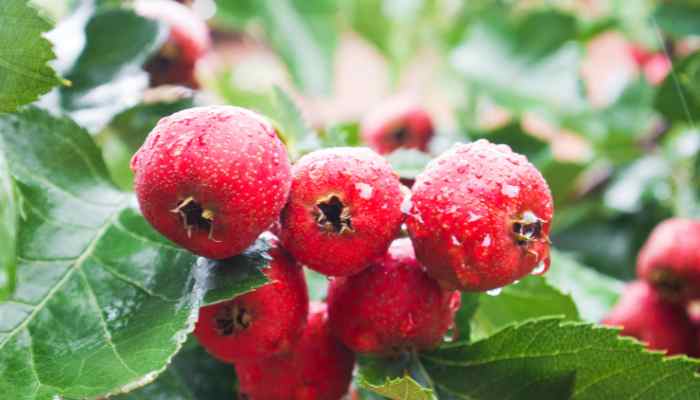 Hawthorn