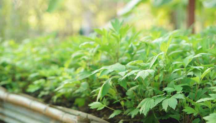Mugwort