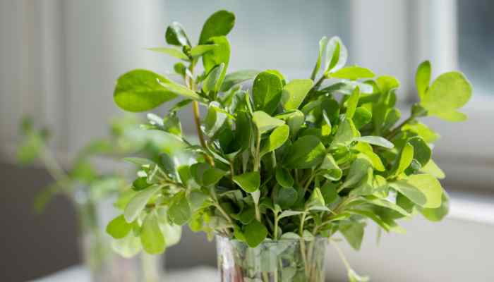 Purslane