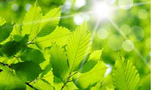 green leaves