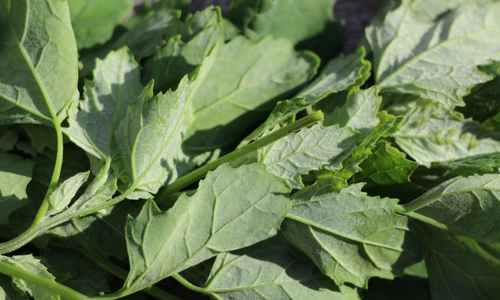 lambsquarters
