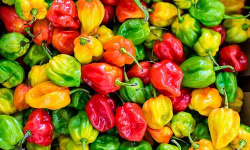 High calorie crops - peppers